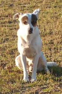 white and brown dog, a sweet animal