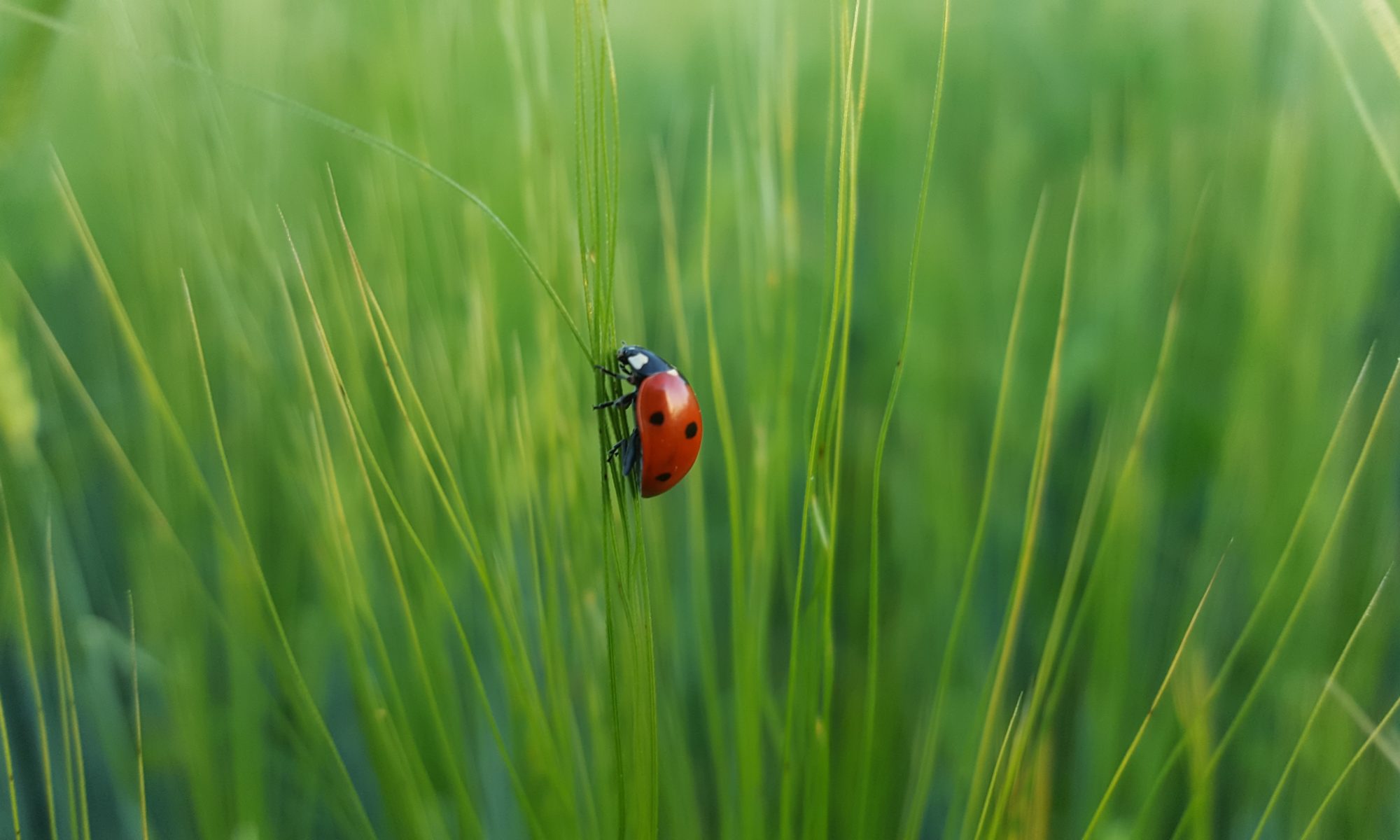 ladybugs